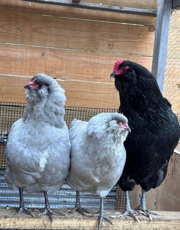 Ameraucana-1