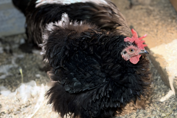 Easter Egger-3