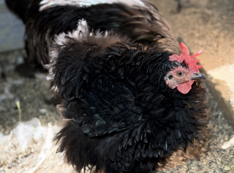Easter Egger-3