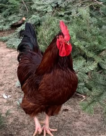 Rhode Island Red-1