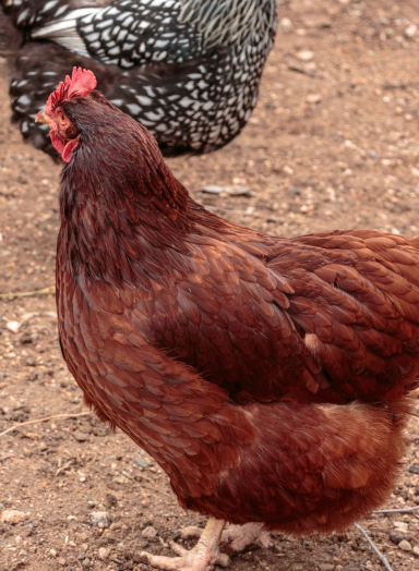 Rhode Island Red-3