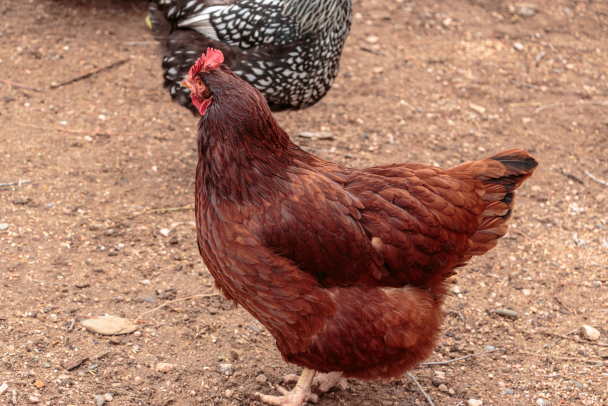 Rhode Island Red-3