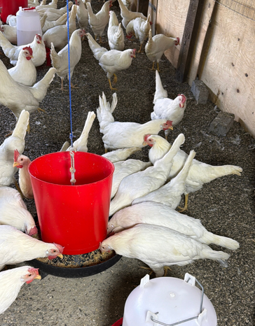 White Leghorn-1