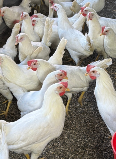 White Leghorn-3