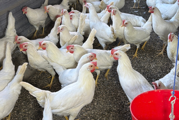 White Leghorn-3